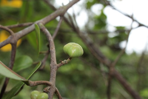 Melicope peduncularis