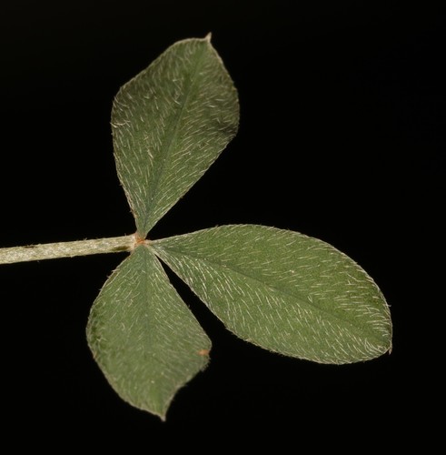 Image of Indigofera meyeriana by (c) Brian du Preez, some rights reserved (CC BY-SA)