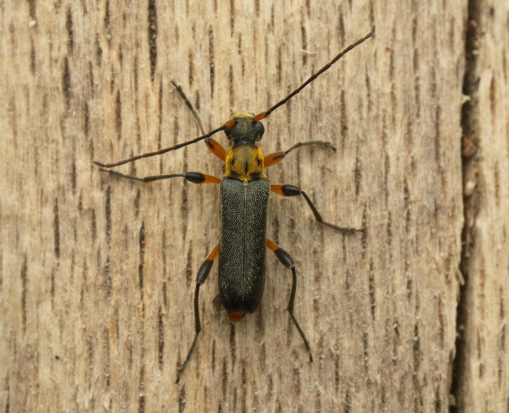 Grammoptera auricollis