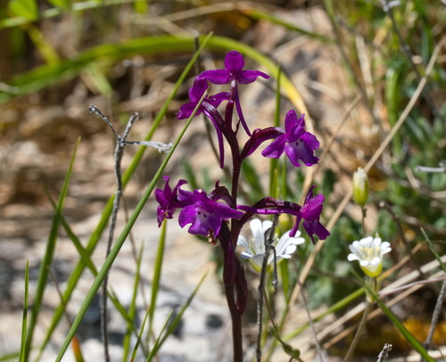 Orchis quadripunctata, photograph 2