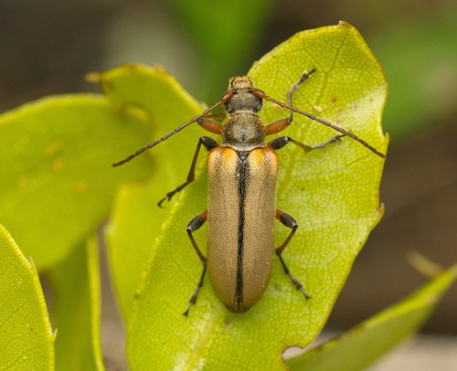 Lepture bossue