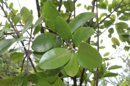 Melicope peduncularis