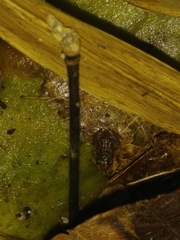 Leptodactylus albilabris