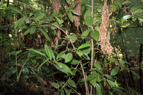 Melicope radiata