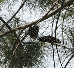 Heliconius charithonia