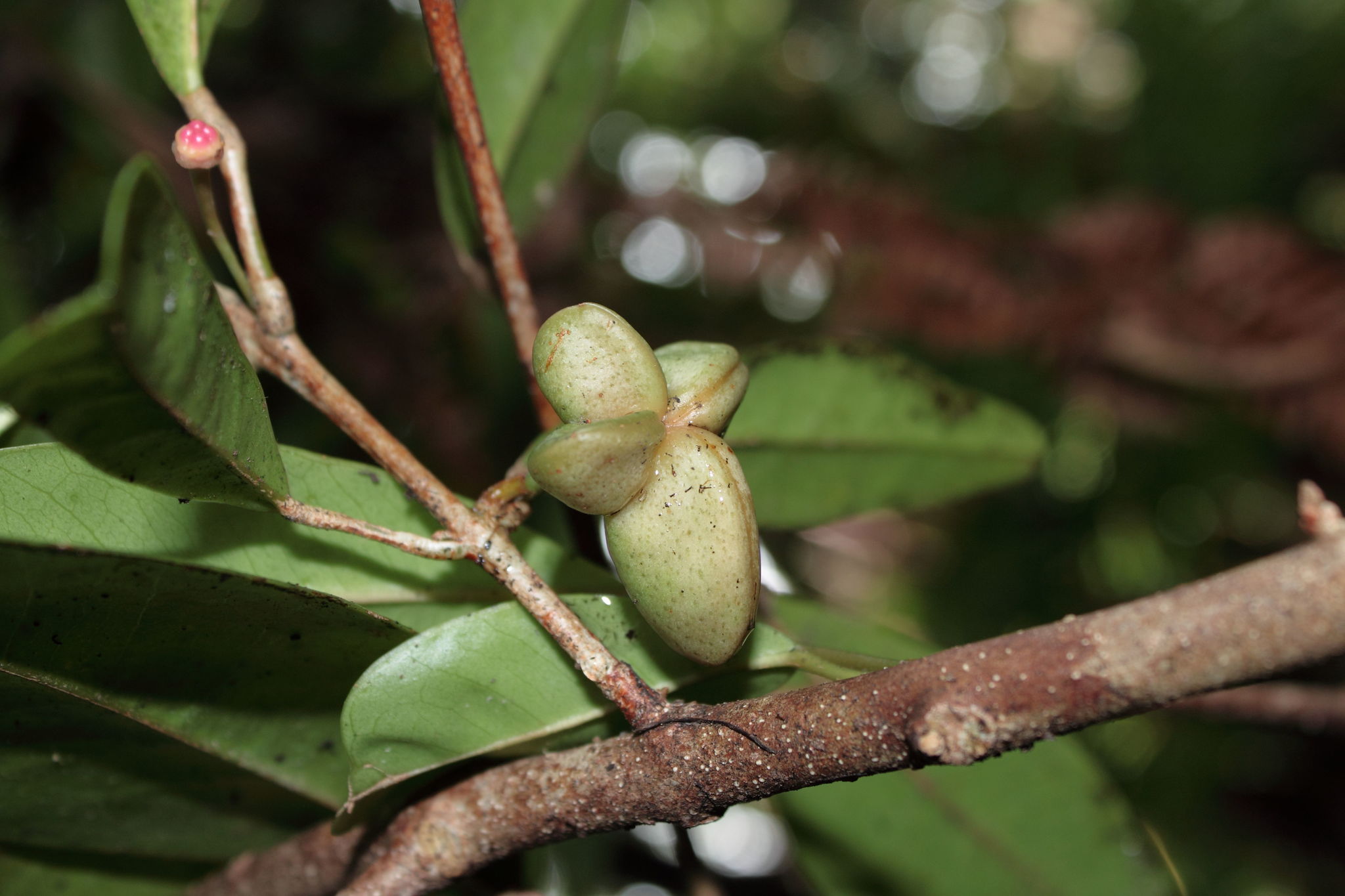 Melicope radiata