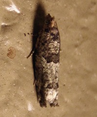 Pseudexentera knudsoni