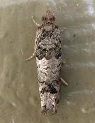 Pseudexentera knudsoni