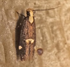 Chionodes phalacra