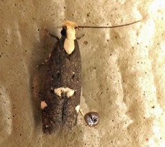 Chionodes phalacra