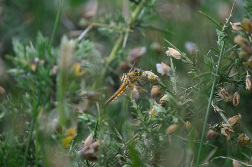 Four-spotted Skimmer