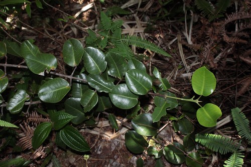 Melicope rotundifolia