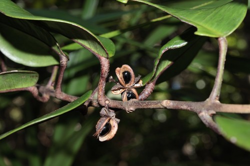 Melicope rotundifolia