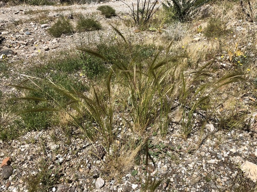 iNaturalist observation photo of cape ricegrass