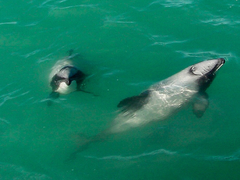 Cephalorhynchus hectori