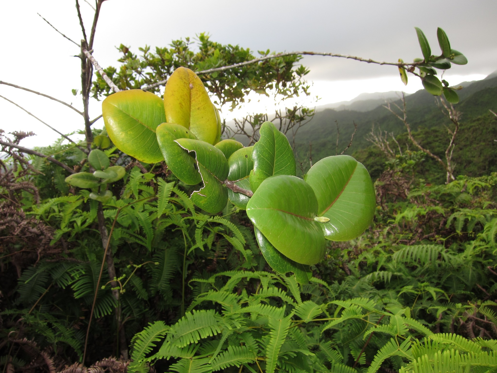 Melicope rotundifolia