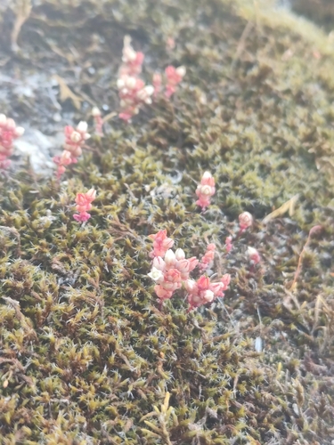 Sedum andegavense, photograph 3