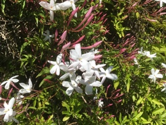Jasminum polyanthum