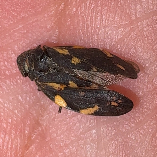 Cnemidanomia lugubris