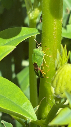 Green Shield Bug