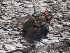 Protocalliphora azurea