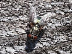 Protocalliphora azurea