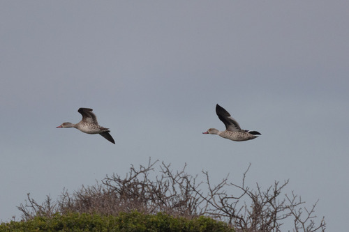 iNaturalist image