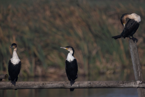 iNaturalist image