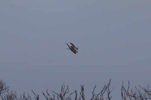 iNaturalist image
