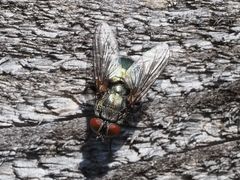 Protocalliphora azurea