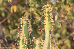 Euphorbia cooperi