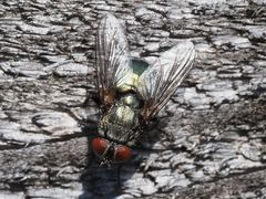 Protocalliphora azurea