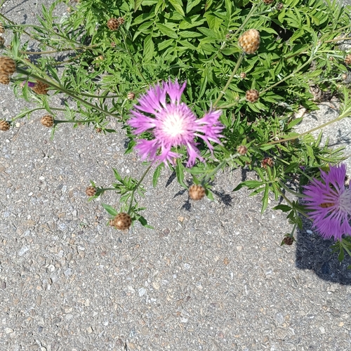 Brown Knapweed