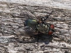 Protocalliphora azurea