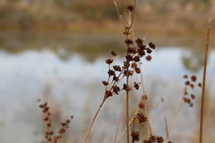 Juncus microcephalus