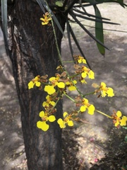 Trichocentrum brachyphyllum