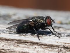 Protocalliphora azurea