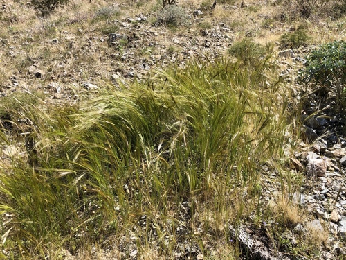 iNaturalist observation photo of cape ricegrass
