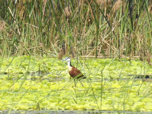 iNaturalist image