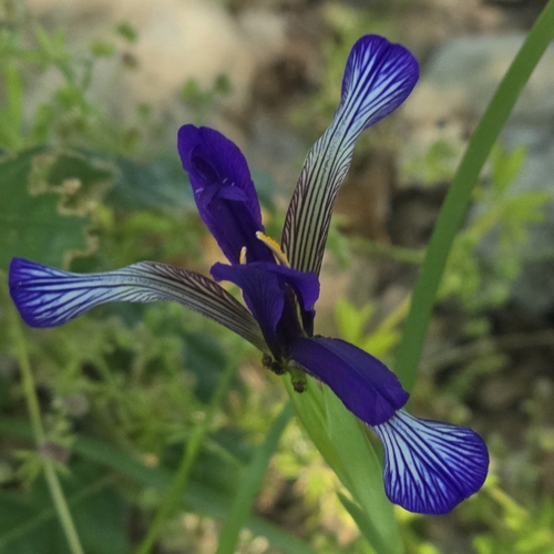 Iris sintenisii