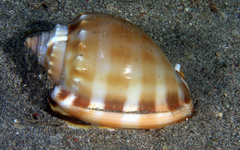 Phalium bandatum