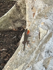 Anolis sagrei