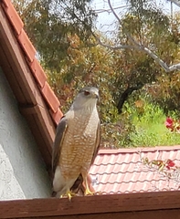 Accipiter cooperii