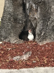 Cairina moschata domestica