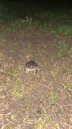 Painted Trilling Frog