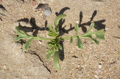 Cakile maritima euxina