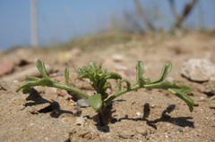 Cakile maritima euxina