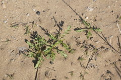 Cakile maritima euxina