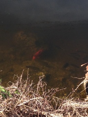 Amphilophus citrinellus