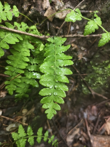 Woodsia polystichoides iNat (2)